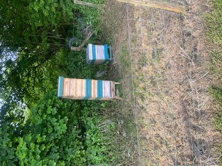 Professionally managed beehives