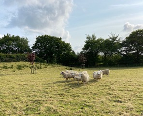 Sheep grazing at Telgwen