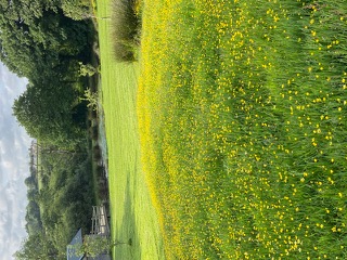 Telgwen pond and meadow