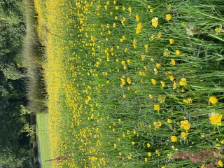 Wildflower meadow at Telgwen