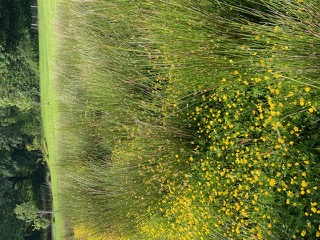 Yellow wildflowers at Telgwen